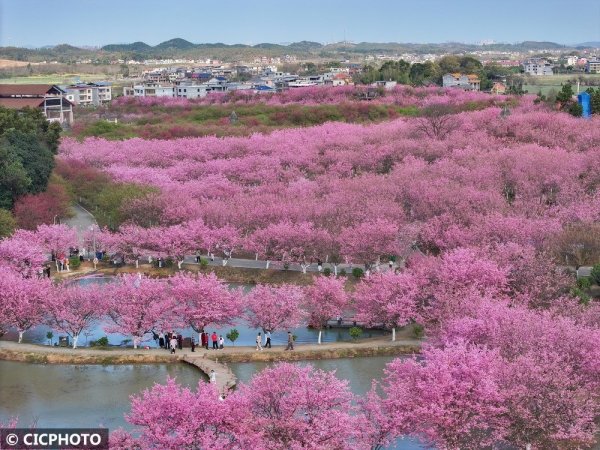 九游体育app官网旅客在湖南省常宁市罗桥镇庙山村樱花圃赏花游玩-九游体育「中国」Ninegame官方网站-登录入口